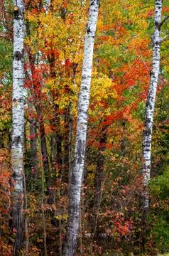 Three Birch Trees in the Forest with Brilliant Autumn Foliage Stock-Fotos
