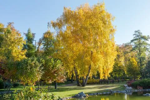 Three birch trees growing from one place in autumn park Фото