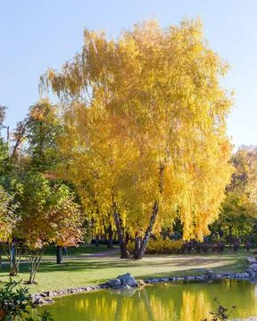 Three birch trees growing from one place in autumn park Stock Photos