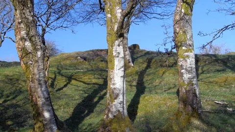 Three Birch Trees on Hillside Cuilcagh Mountain Park Northern Ireland Stock Footage 99182836