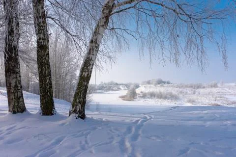 Three birch trees in the nature in winter Stock Photos