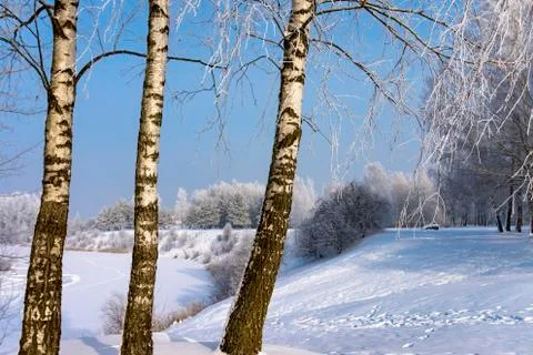 Three birch trees in the nature in winter Stock Photos