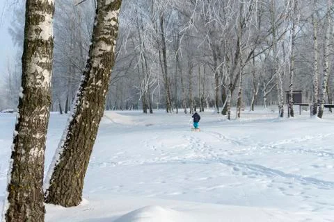 Three birch trees in the nature in winter Stock Photos
