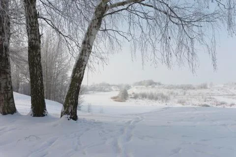 Three birch trees in the nature in winter Stock Photos