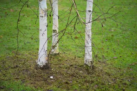 Three birch trees Stock Photos