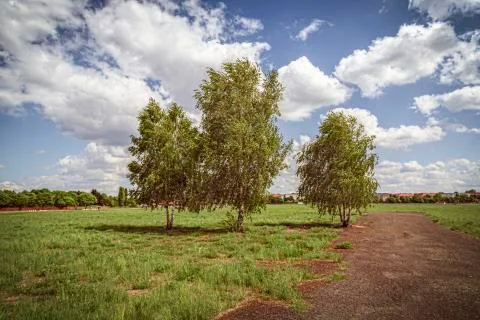 Three birch trees at the tempelhofer feld, berlin germany Stock Photos