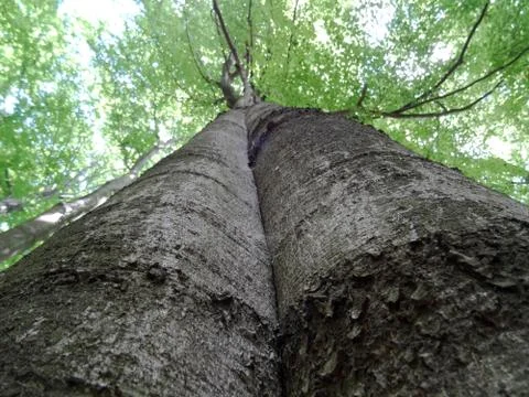 Three birch wide angle Stock Photos