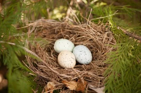 Three bird eggs in a nest 库存照片
