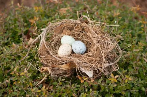 Three bird eggs in a nest 库存照片