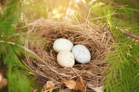 Three bird eggs in a nest 库存照片