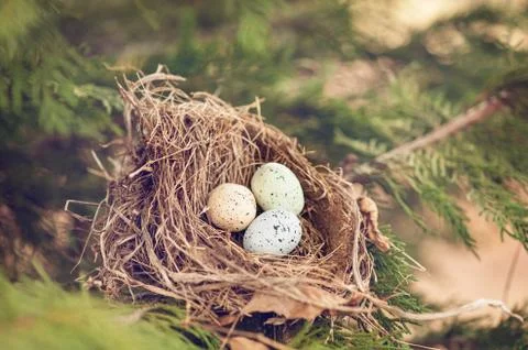 Three bird eggs in a nest 库存照片