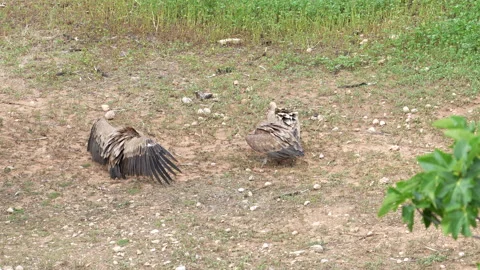 Three birds are standing on the ground, one of which is pecking at the other two Stock Footage 278102483