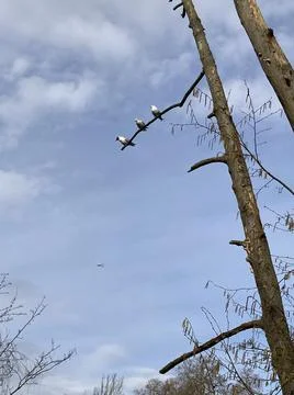 Three Birds on a Branch Stock-Fotos