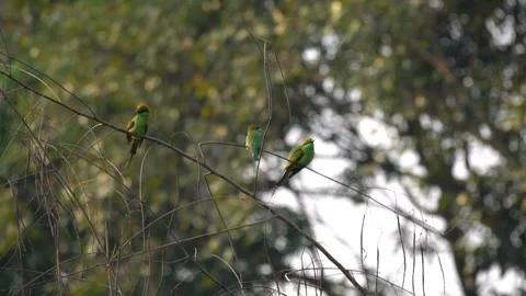 Three Birds Eating Insects on a Tree Branch Stock Footage 296386683