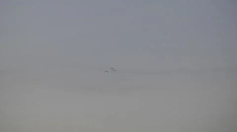Three birds in flight (geese) Stock Footage 50262020