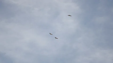 Three birds flying over the blue sky and some clouds Stock Footage 221430807
