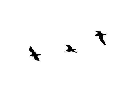 Three birds flying in white background Stock Photos