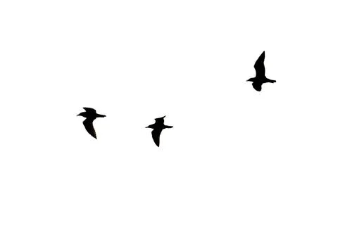 Three birds flying in white background Stock Photos