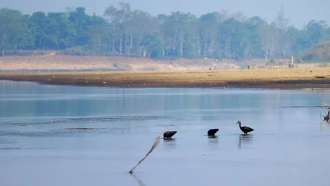 Three birds foraging in shallow river water Stock Footage 327179846