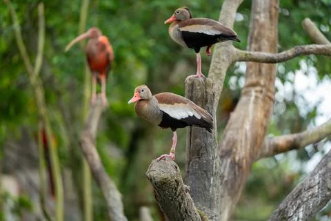Three birds perch on tree branches Stock Photos