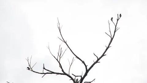 Three Birds Resting On Upper Branches Of Bare Dry Tree Stock Footage 344752789