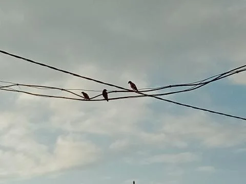 Three birds in a row. 스톡 사진