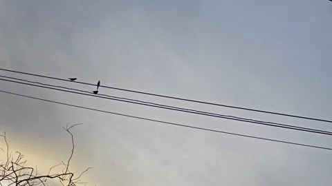 Three birds sitting on wires against sky. Video stock 341865908