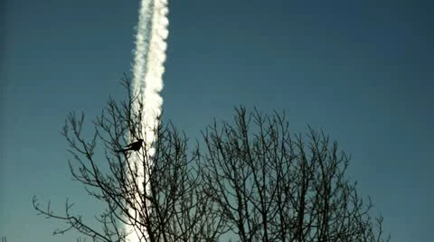 Three birds in a tree Stock Footage 22013409