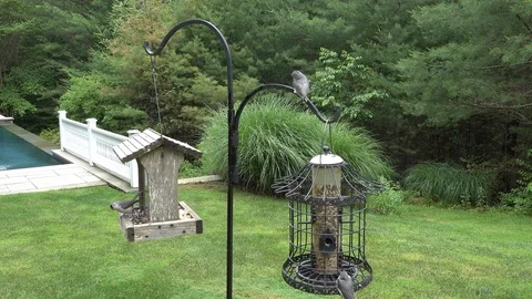 Three birds using a feeder. Sound of them too Chirping Stock Footage 91446947