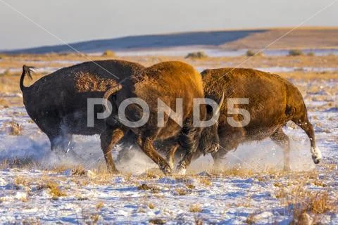 Three bison (Bison bison) showing aggression in a field with snow Stock Photos