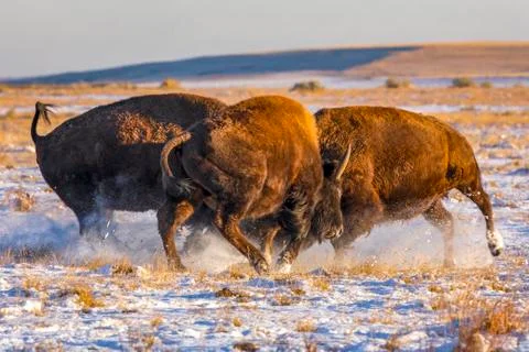 Three bison (Bison bison) showing aggression in a field with snow Foto stock