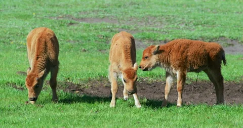Three Bison Calves in Yellowstone. Vidéo 181345660