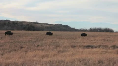 Three Bison Grazing 스톡 동영상 20487312