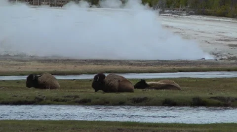 Three Bison Near A Stream And Geyser Stock Footage 7732210