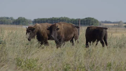 Three bison stand in a pasture with strong wind and dramatic sunny light Stock Footage 332432458