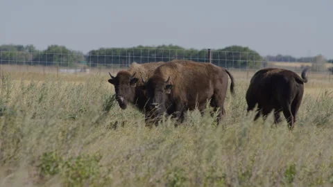 Three bison stand in windy pasture on a sunny day Video stock 332432176