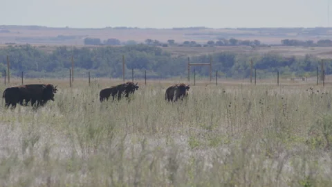 Three Bison Standing in Tall Grass During Mild Wind Stock Footage 332433059