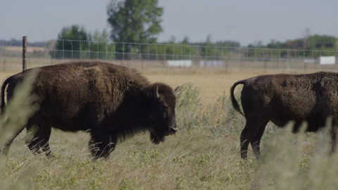 Three bison walking in enclosed pasture stop to look at camera Stock Footage 332432618