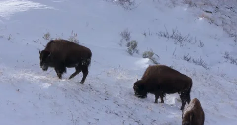 Three Bisons Eating on the Snow 스톡 동영상 240069097