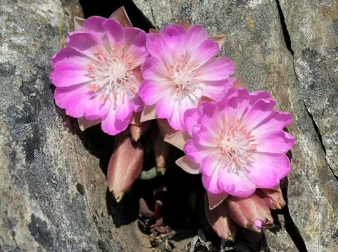 Three Bitterroot Flowers in a Crevice Stock Photos