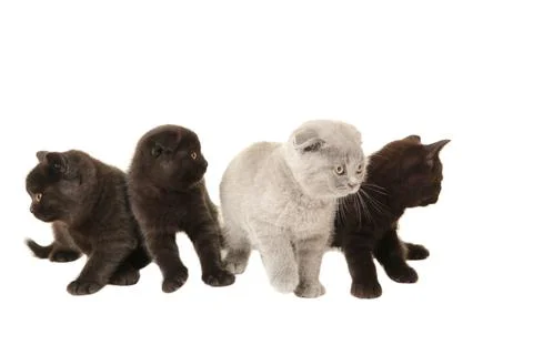 Three black and one grey british kittens isolated on white background Stock Photos