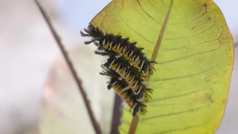 Three black and orange caterpillars eat leaves 動画素材 260153682