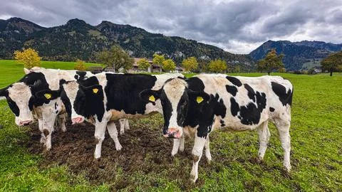 Three Black and White Cows on Field with Farm and Mountains Foto stock