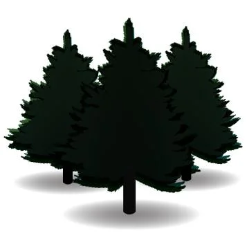 Three black and white spruce, and their shadows for advertising and announc.. Stock Illustration