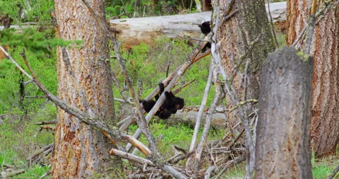 Three Black Bear Cubs in tree Vidéo 181320113