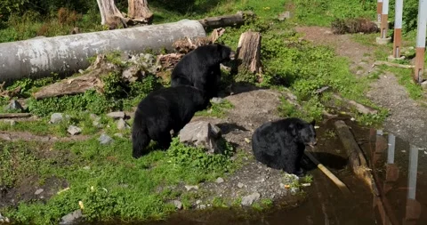 Three Black Bears, Alaska. Stock Footage 332758110