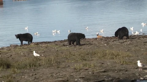 Three Black Bears on Beach Stock Footage 85226402