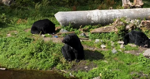 Three Black Bears eating, Alaska. Stock Footage 332758213
