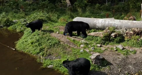 Three Black Bears, Sitka, Alaska. Vidéo 332757110