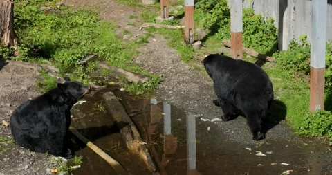Three Black Bears,sunny day in Alaska. Stock Footage 332750641
